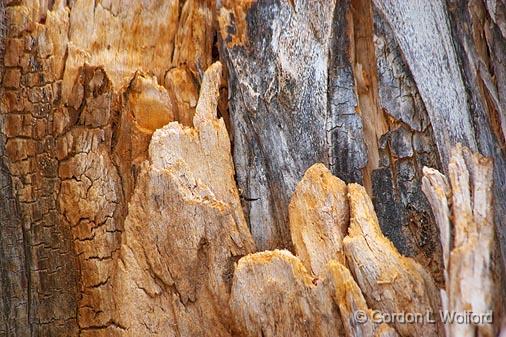 Dead Wood_72986.jpg - Photographed in the Bosque del Apache National Wildlife Refuge near San Antonio, New Mexico USA. 